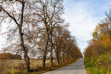 Obraz premium Scenic autumn road lined with bare trees and colorful foliage in a tranquil rural setting