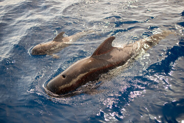 Obraz premium dolphins swimming in the water somewhere on the coast of the island of Tenerife