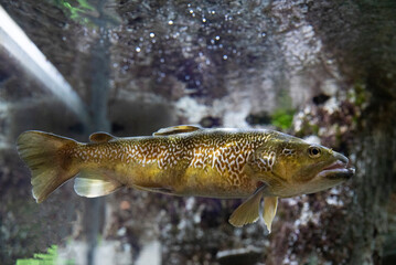 Brown Trout Underwater – Close-Up of a Speckled Fish Swimming in Freshwater Aquarium or River Habitat