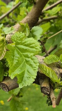 Anripe mulberry tre branch in spring