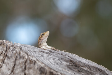 Jacky dragon lizard found in a dry woodland, on a tree bark in Australia