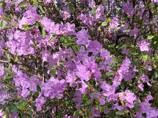 Obraz premium Rhododendron beautiful flowers in full blossom 