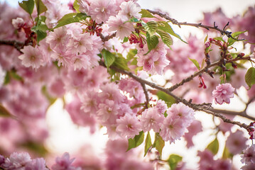 Sakura flowers blooming, spring seasonal Easter background