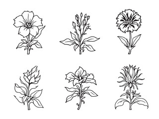 Thunbergia black line art on white background design