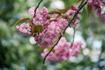 Sakura flowers blooming, spring seasonal Easter background