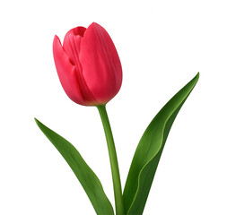 Pink tulip with green leaves growing on transparent background