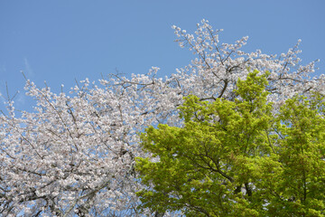 桜と若葉