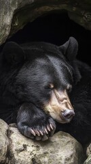 A close up of a sleeping black bear in repose