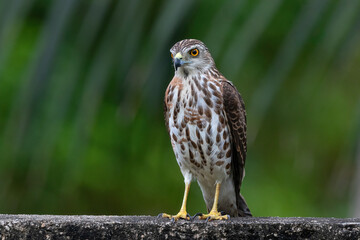 juvenile shikra portrait in Sri Lanka. Beautiful raptor bird in wildlife