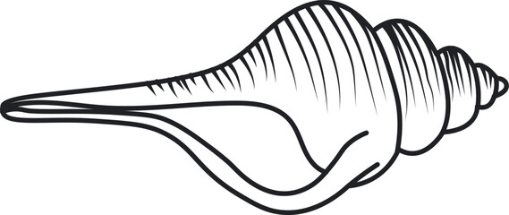 Conch Shell Drawing