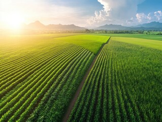 Fototapeta premium Large-scale precision farming operation in lush green fields under a bright sky at sunset
