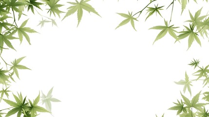 Fototapeta premium Elegant Japanese Maple Leaves Frame for Background Design
