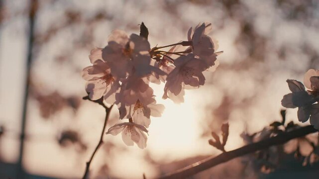 桜の花が風にゆれる夕方の春の風景　逆光のレンズフレア