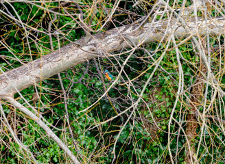 Kingfisher sits on a branch, Ireland