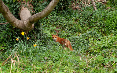 Adult European Red Fox (Vulpes vulpes), Irish wildlife