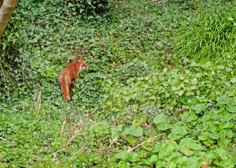 Adult European Red Fox (Vulpes vulpes), Irish wildlife