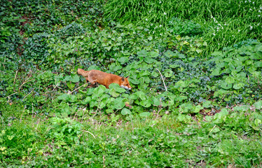 Adult European Red Fox (Vulpes vulpes), Irish wildlife