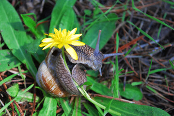 a large snail holds a yellow flower with its mantle in the forest