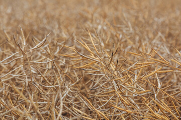 Rapeseed Brassica napus, ripe dry rapeseed in the field. Rapeseed stems before harvesting.