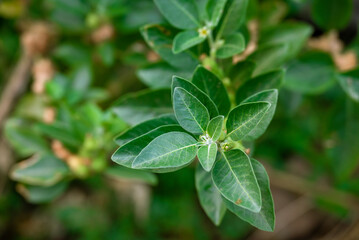 Ashwagandha plant or withania somnifera plant is ayurvedic medical plant