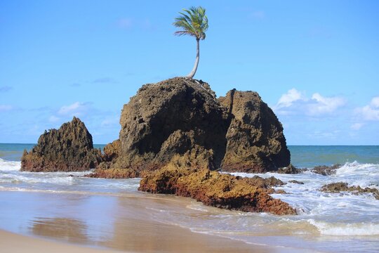 
Wide view of Tambaba beach near Joao Pessoa and the iconic coconut tree on a large rock in the water. Tourist spot for summer holidays