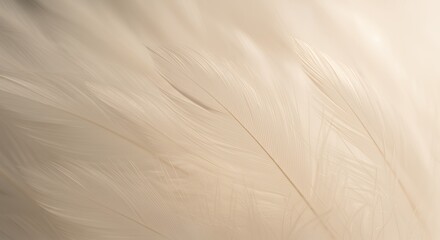 Obraz premium Close Up of Delicate White Feathers Background Texture Light Color