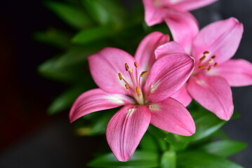 pink lily in the garden