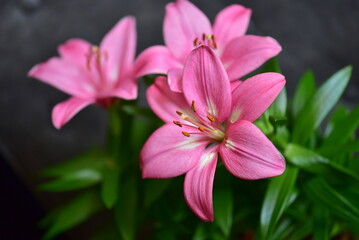 pink lily flower