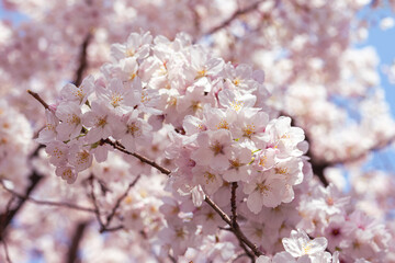 Cherry blossoms in full bloom in spring