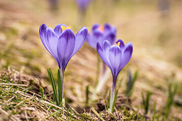Fototapeta premium Spring crocus flowers, Easter background