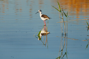 Cigüeñuela Himantopus himantopus con reflejos caminando en el agua del parque natural el Hondo, España