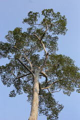 Looking up from down tree, Dipterocarpus tree, Big tree in Vietnam
