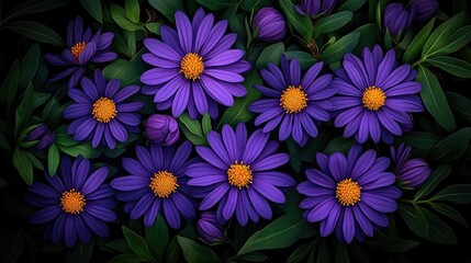 Fototapeta premium Vibrant purple daisies in a lush garden setting