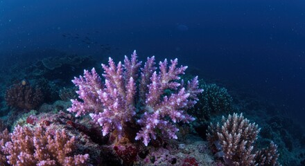 Fototapeta premium Thriving coral reef ecosystem showcasing biodiversity in ocean depths