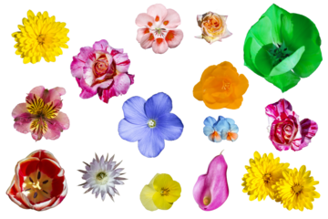 Flores variadas. Rosas, geranio, pensamientos, calas, margaritas