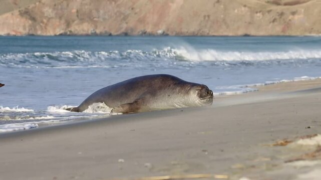 funny cute young southern elephant seal (Mirounga leonina) fighting a log spotted on long beach near Dunedin, Otago Peninsula. Rare antarctic mammals spotted in New Zealand