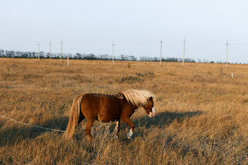 Majestic horse walking in sunny field with rope tied to halter on a bright day