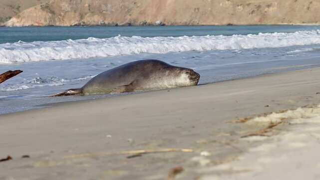 funny cute young southern elephant seal (Mirounga leonina) fighting a log spotted on long beach near Dunedin, Otago Peninsula. Rare antarctic mammals spotted in New Zealand