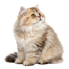 Obraz premium maine coon cat