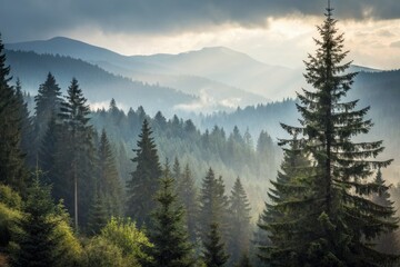 Fototapeta premium Misty pines and deep woods create a winter wonderland in this stunning foggy mountain bokeh photography.
