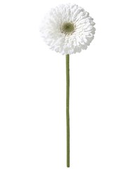 Single White Gerbera Daisy on White Background