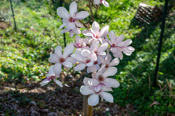 Magnolia blossoms on the branches of a tree in the garden