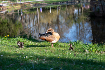Geese with chicks on a meadow by a lake