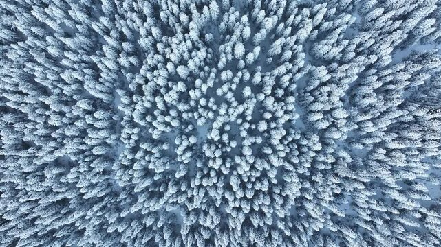 Ilgaz Mountains National Park Ski Resort on the Border of Kastamonu and &Ccedil;ankırı Provinces Drone Video, Kastamonu Turkiye (Turkey)

