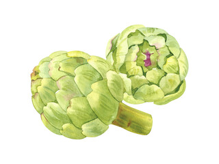 Fototapeta premium Watercolor hand drawn green artichokes flower botanical illustration isolated on white background. Hand painted DIY watercolor clip art for menu, ads, posters and packaging design