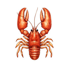 A Detailed Illustration of a Red Lobster on Black Background,