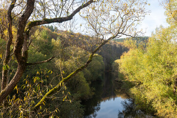 Fototapeta premium On a riverbank with many trees