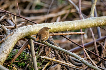 The little wren in the wild