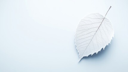 Single Leaf Minimalist Design, High-resolution Soft Lighting, Horizontal Close-up Shot, Delicate Vein Texture, Peaceful Serenity, Simple White Background, Cool Serene Tones, Perfect for Spa Branding.