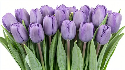 Fototapeta premium Purple tulips bouquet, spring flowers, white background, floral arrangement, greeting card